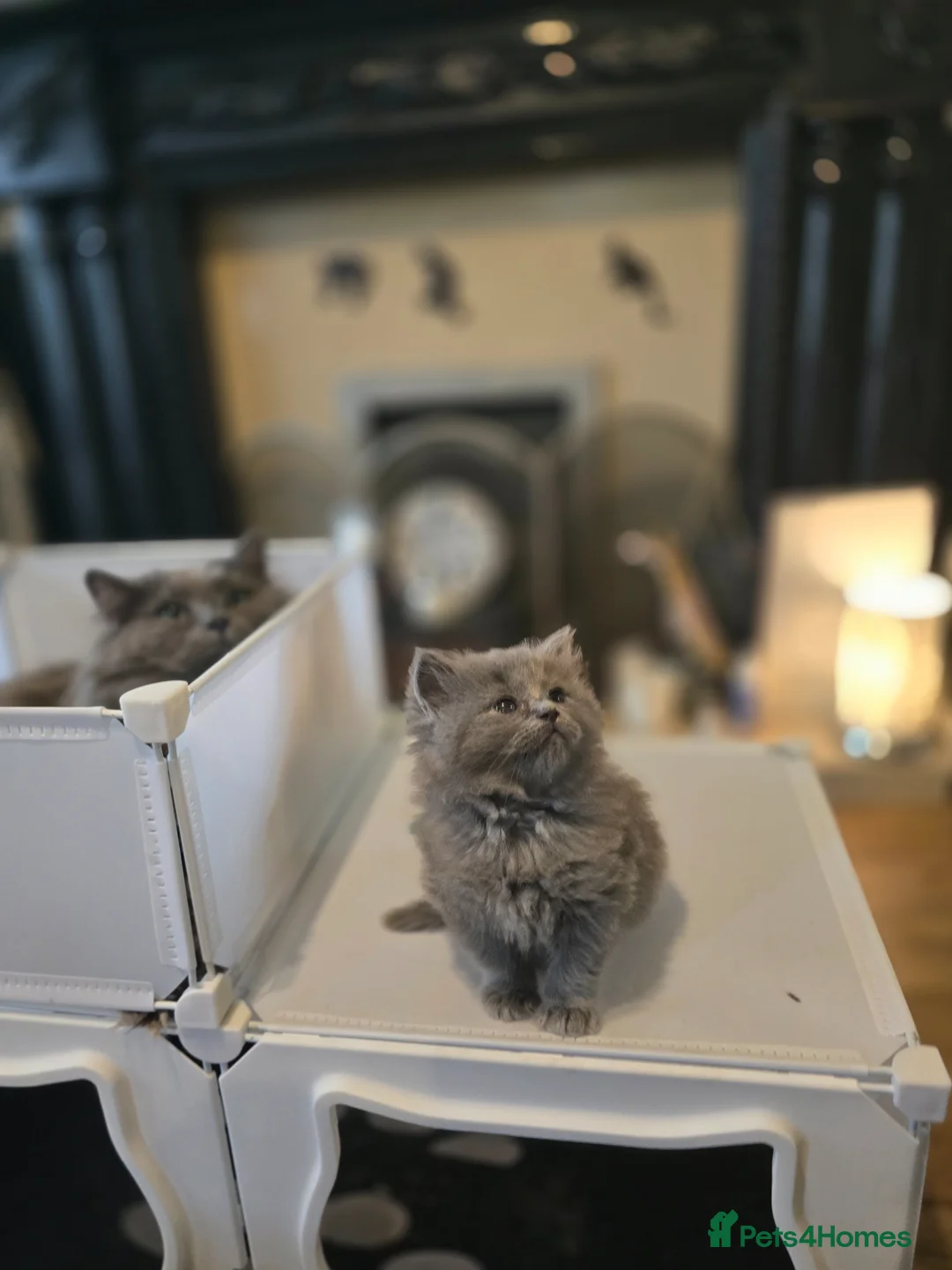 British Longhair cats for sale: One gorgeous british blue longhair girl  - Advert 7