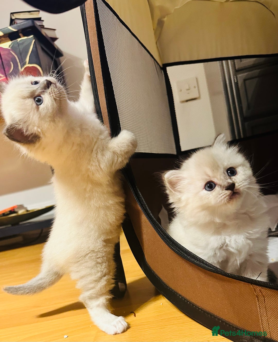 Siberian cats for sale: Neva Masquerade × Ragdoll Kittens – Hypoallergenic - Advert 13