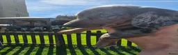 Dachshund dogs for sale: Standard KC Dachshunds  - Advert 9