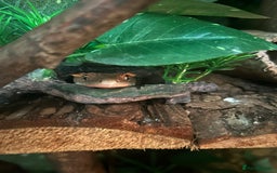 Gecko reptiles for sale: Harlequin Tricolour Crested Gecko + Large Tank - Advert 12