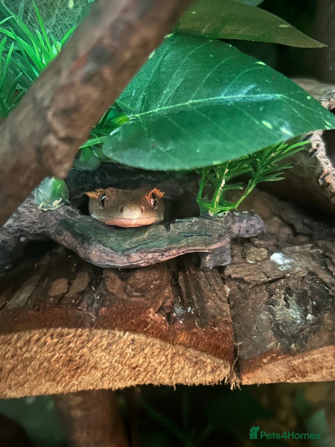 Gecko reptiles for sale: Harlequin Tricolour Crested Gecko + Large Tank - Advert 12