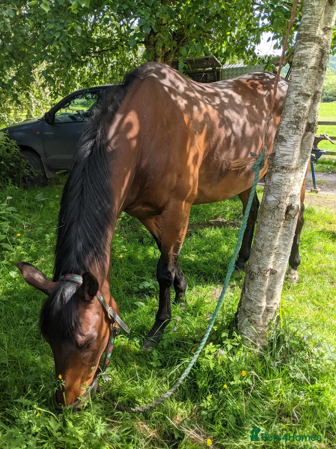 English Thoroughbred horses for sale: Bay gelding thoroughbred 15.2 in Church Stretton - Advert 2