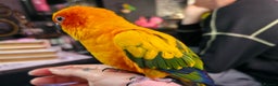Conures birds for sale: SUPER TAME female sun conure beautiful  - Advert 9