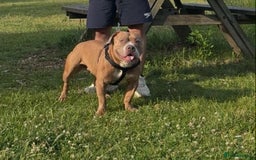 American Bully dogs for sale: American pocket bully - Image 1