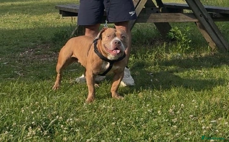 American Bully dogs - Advert 1