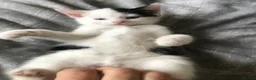 Mixed Breed cats for sale: Ragdoll X Kittens! £100-£160 - Advert 20