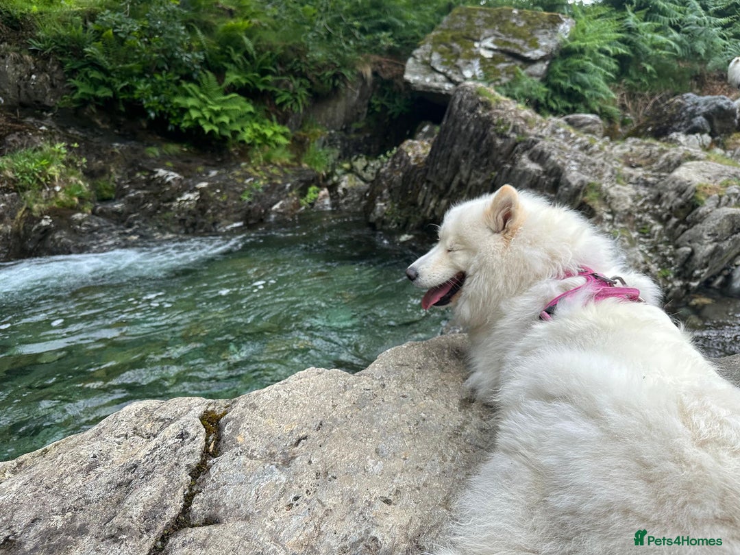 Samoyed dogs for sale: Adorable Samoyed puppies available to reserve!  - Advert 5