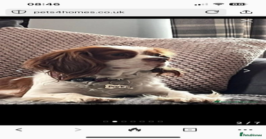 Cavapoo dogs - Advert 11