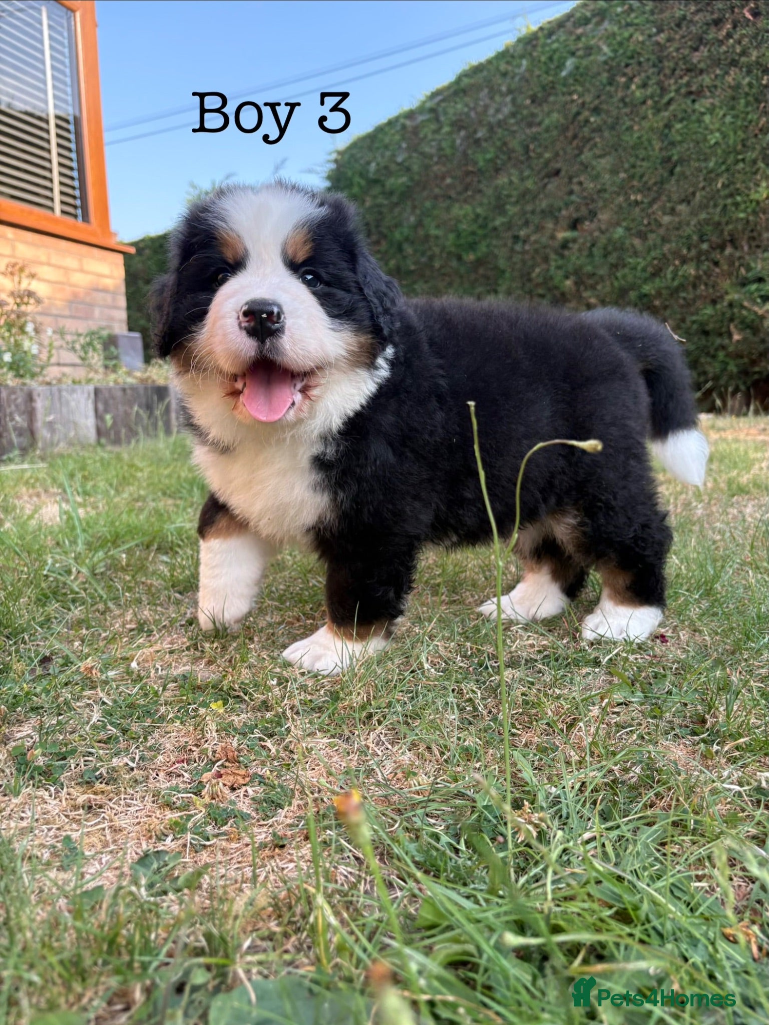 Bernese Mountain Dog dogs BEAUTIFUL BERNESE MOUNTAIN DOG PUPPIES-4 BOYS !!! - Advert 9