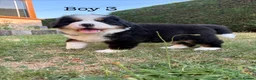 Bernese Mountain Dog dogs for sale: BEAUTIFUL BERNESE MOUNTAIN DOG PUPPIES-4 BOYS !!! - Advert 32
