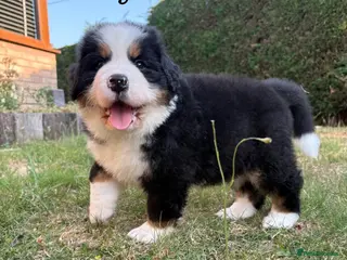 Bernese Mountain Dog dogs BEAUTIFUL BERNESE MOUNTAIN DOG PUPPIES-4 BOYS !!! - Advert 4