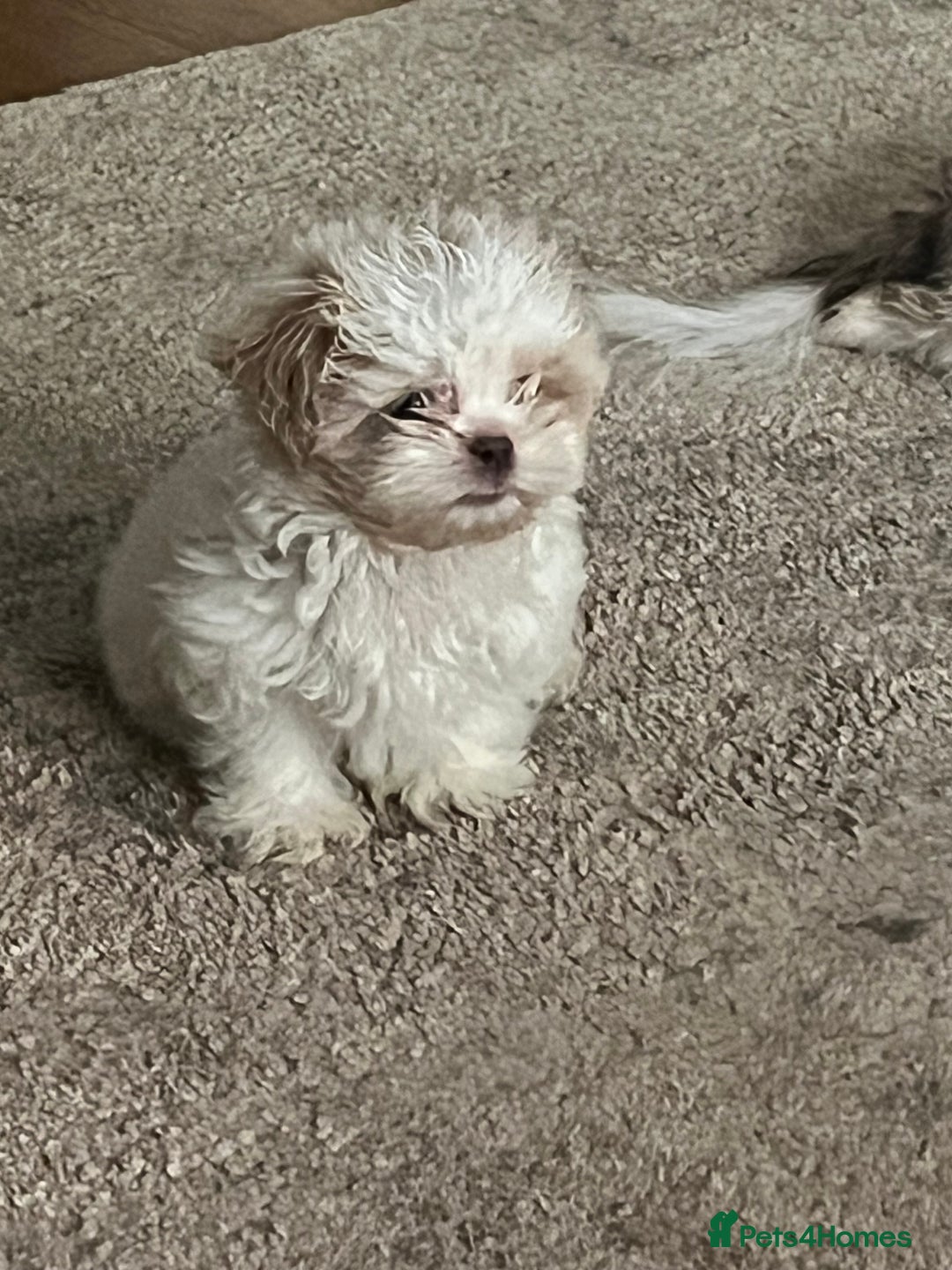 Shih Tzu dogs for sale: Boy Shih tzu - Image 4