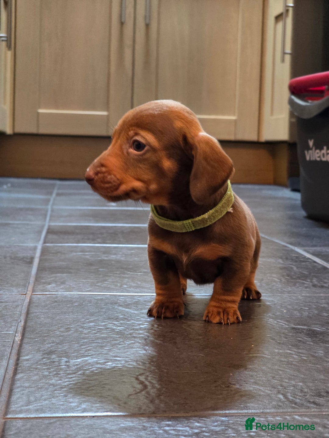 Dachshund dogs for sale: Dachshund  - Advert 39