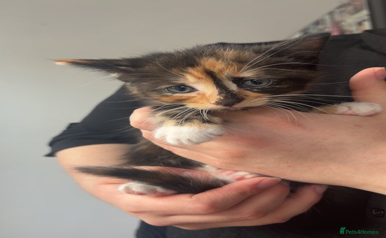 Mixed Breed cats - Advert 1