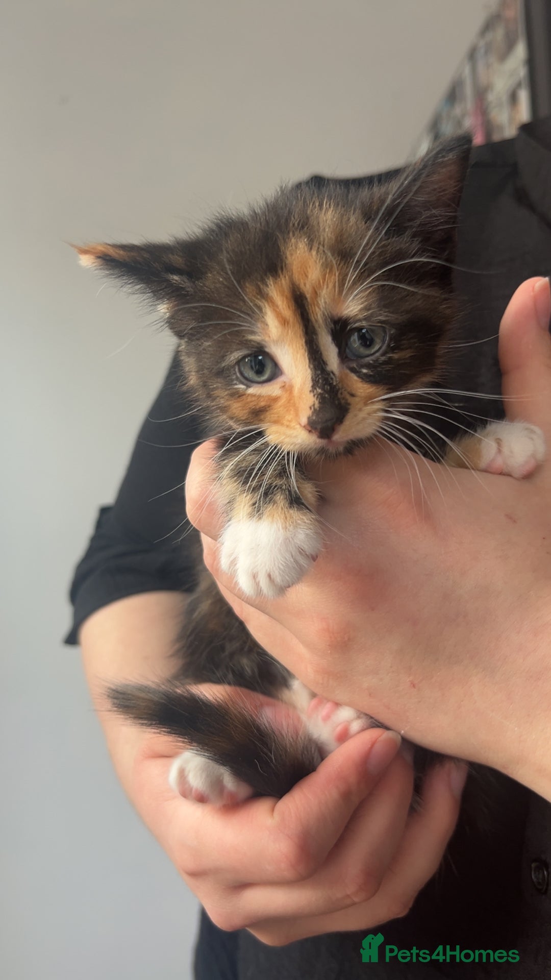 Mixed Breed cats for sale: 2 beautiful kittens - Image 1