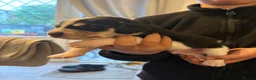 Beagle dogs for sale: Beagle pups in Bradford - Advert 17