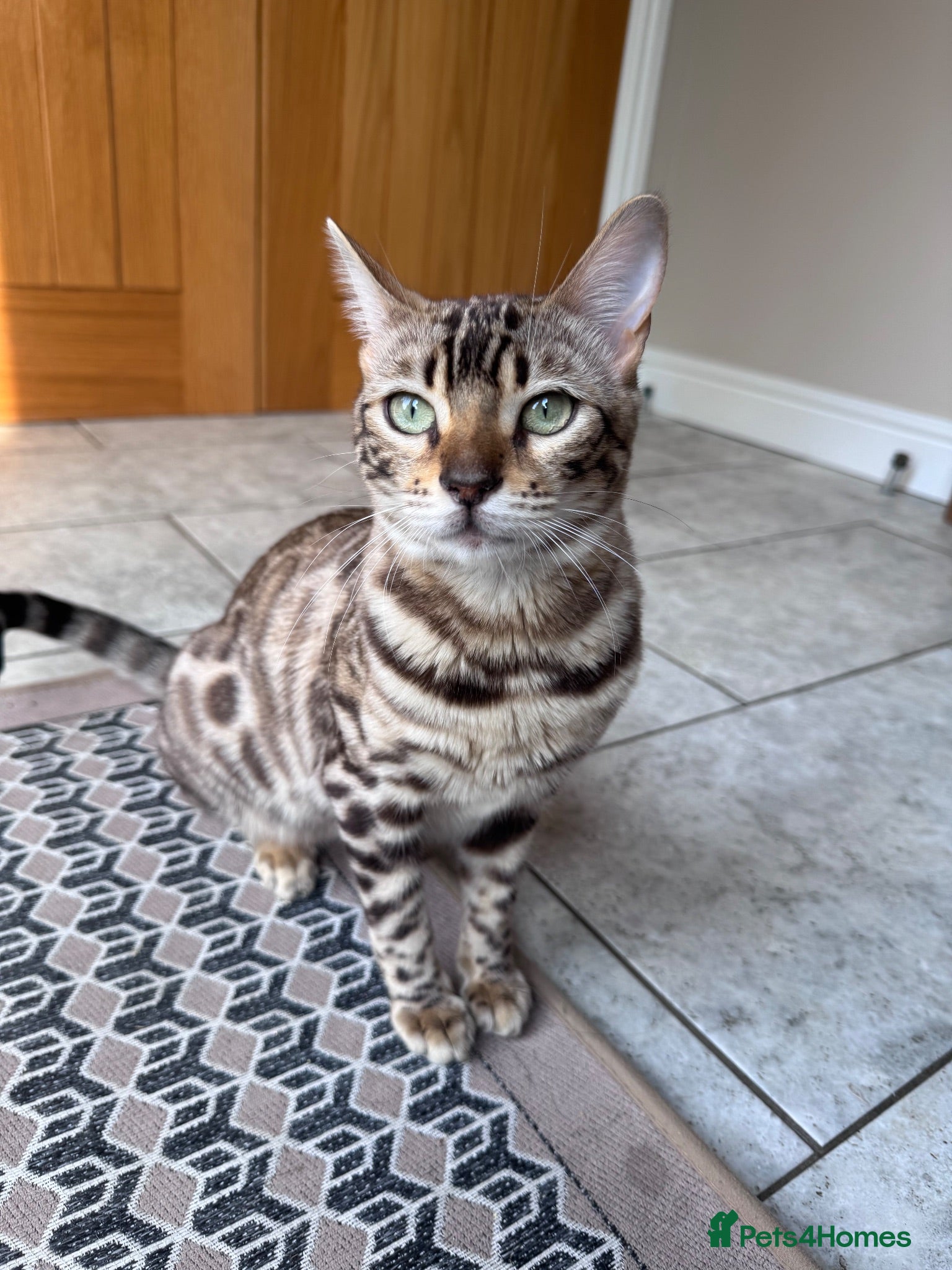 Bengal cats Bengal Cat  - Advert 15