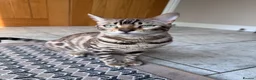Bengal cats for sale: Bengal Cat  in Hinckley - Advert 1