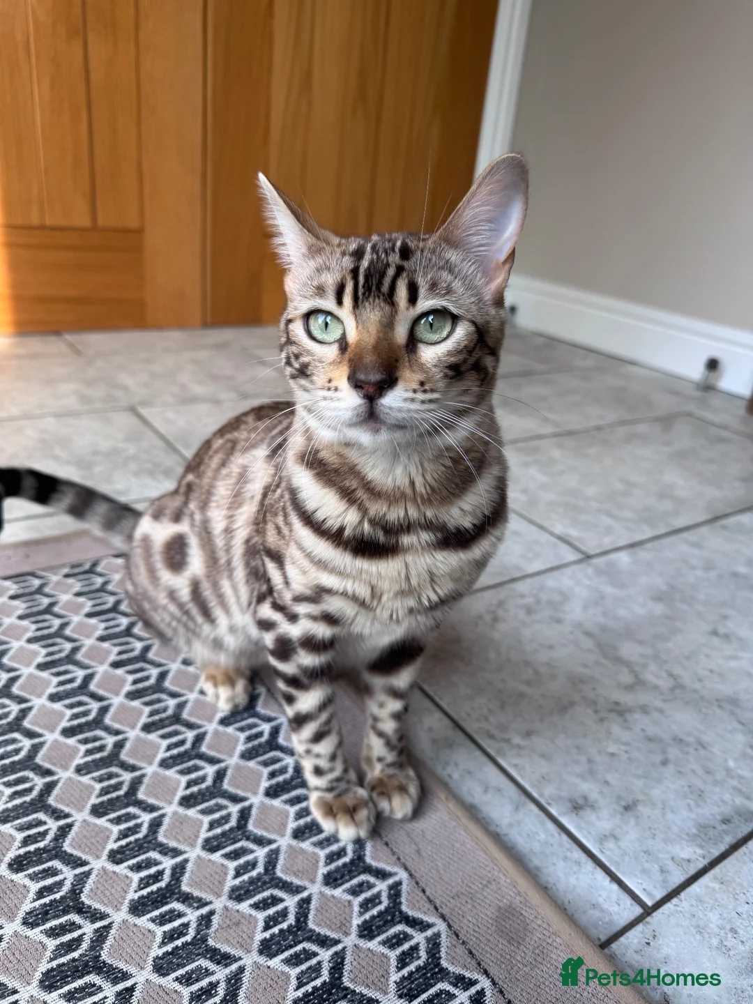 Bengal cats for sale: Bengal Cat  in Hinckley - Advert 1
