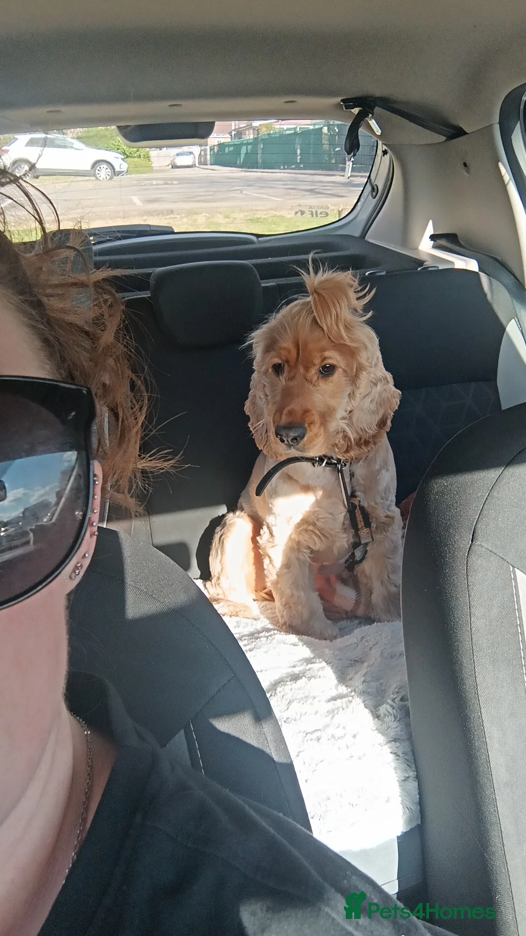 Cocker Spaniel dogs for sale: Liver show type cocker spaniel bitch - Advert 2