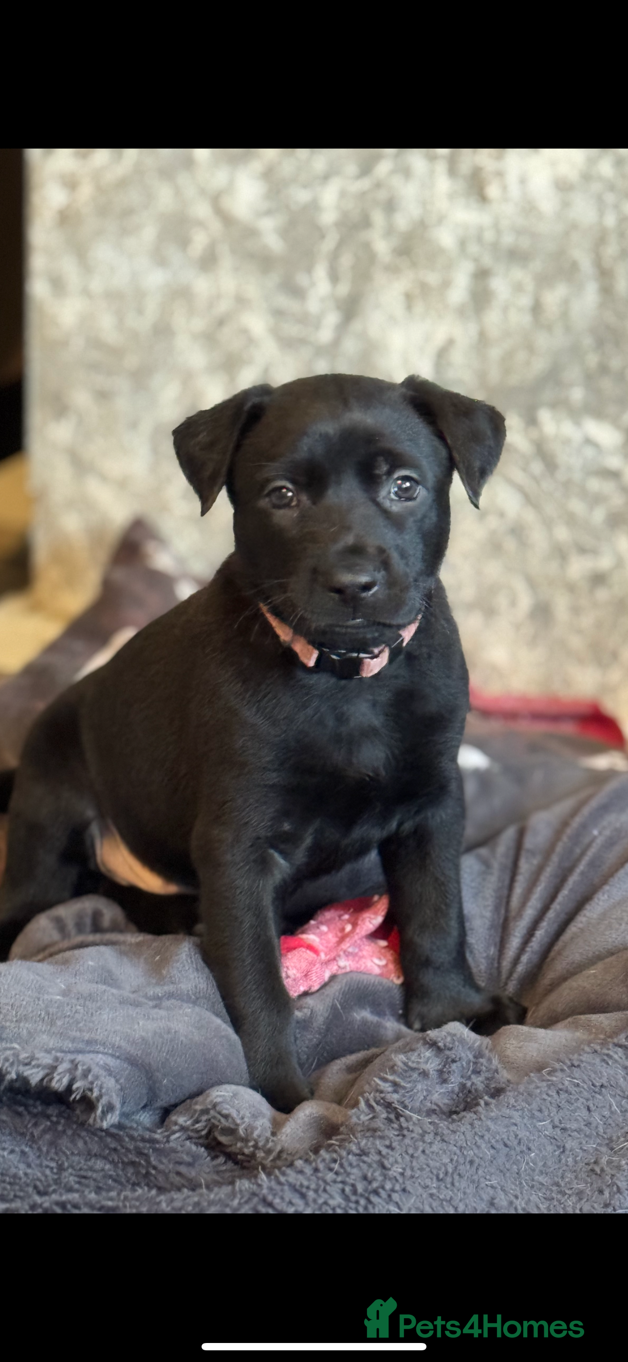 Mixed Breed dogs Mali x GSD ready now  2 females  - Advert 18