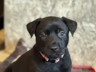 Mixed Breed dogs Mali x GSD ready now 2 females - Advert 18