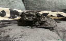 Pomapoo dogs for sale: Beautiful Pomapoo boys - Image 2