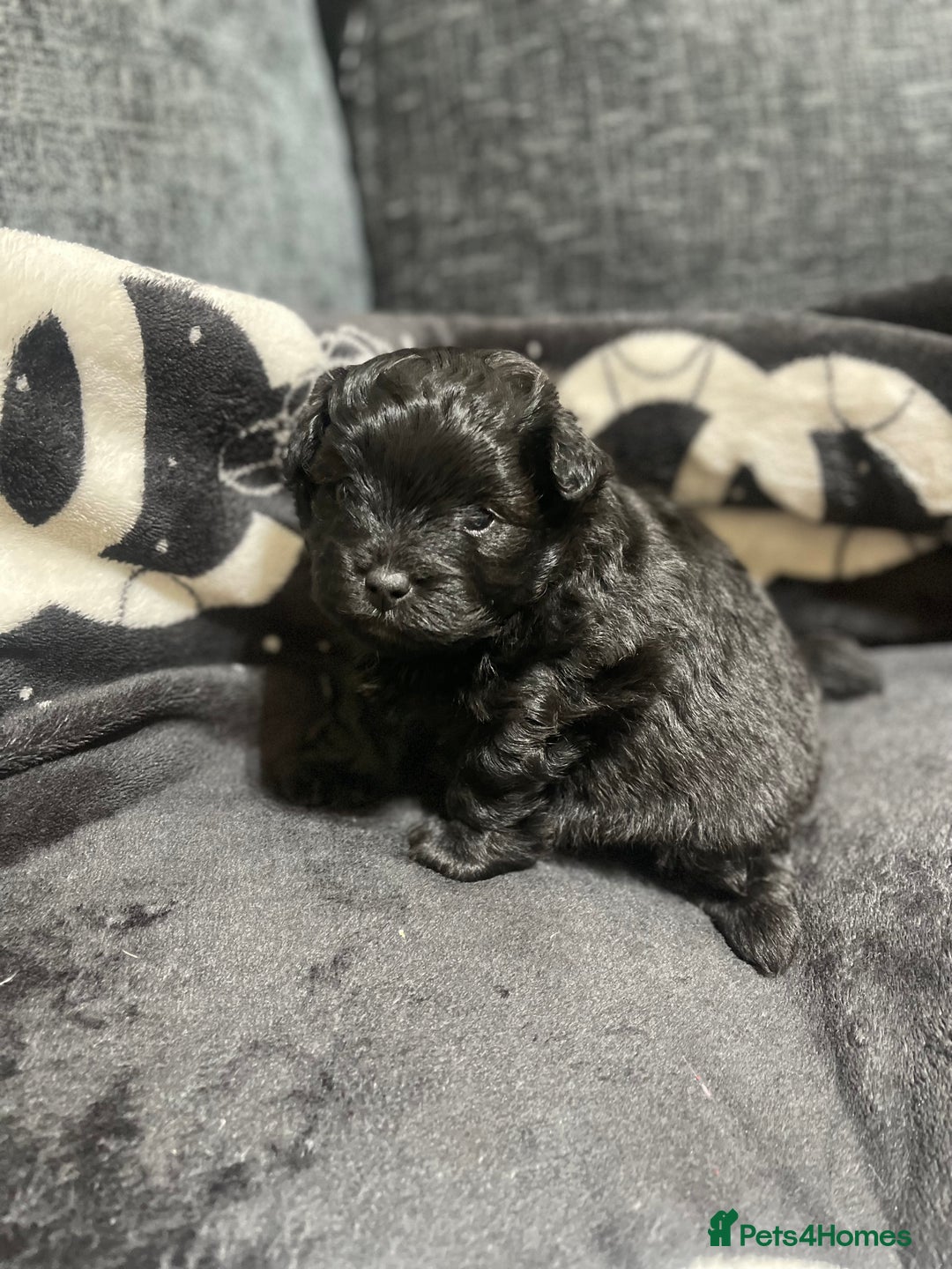 Pomapoo dogs for sale: Beautiful Pomapoo boys - Image 2