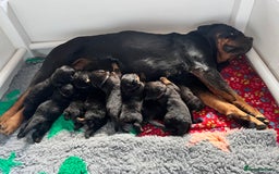 Rottweiler dogs for sale: Superb litter of dual purpose Rottweiler puppies. - Image 35