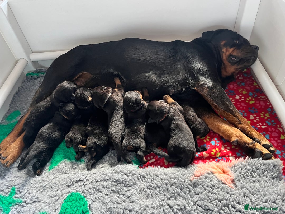 Rottweiler dogs for sale: Superb litter of dual purpose Rottweiler puppies. - Image 35