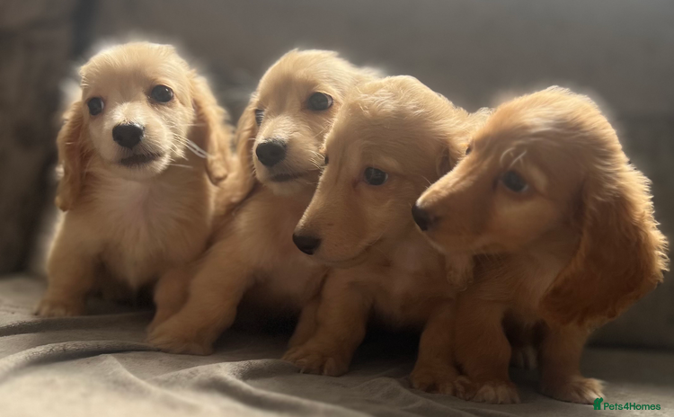 Dachshund dogs - Advert 6