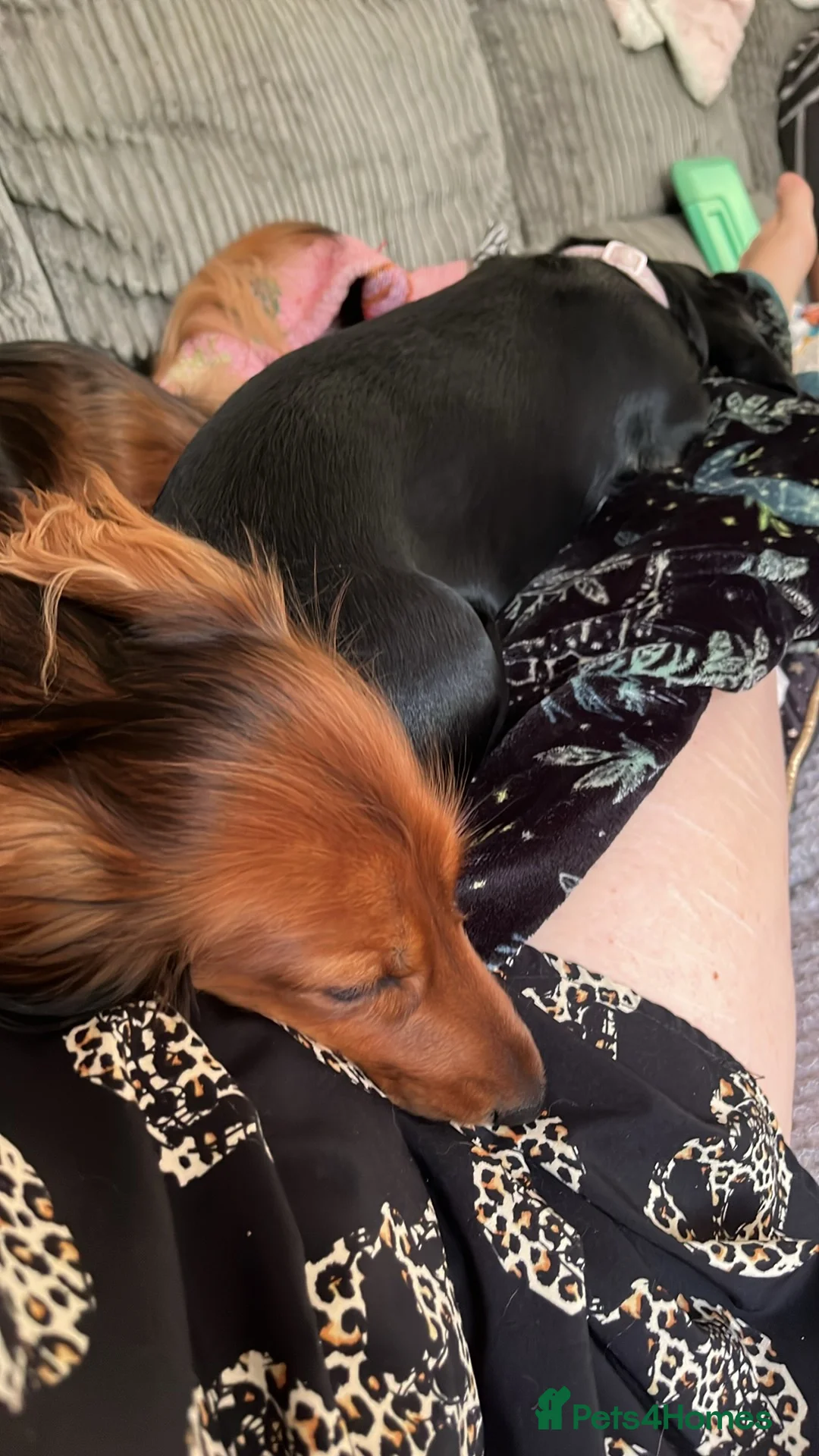 Miniature Dachshund dogs for sale: 4 beautiful miniature daushunds for sale - Advert 2