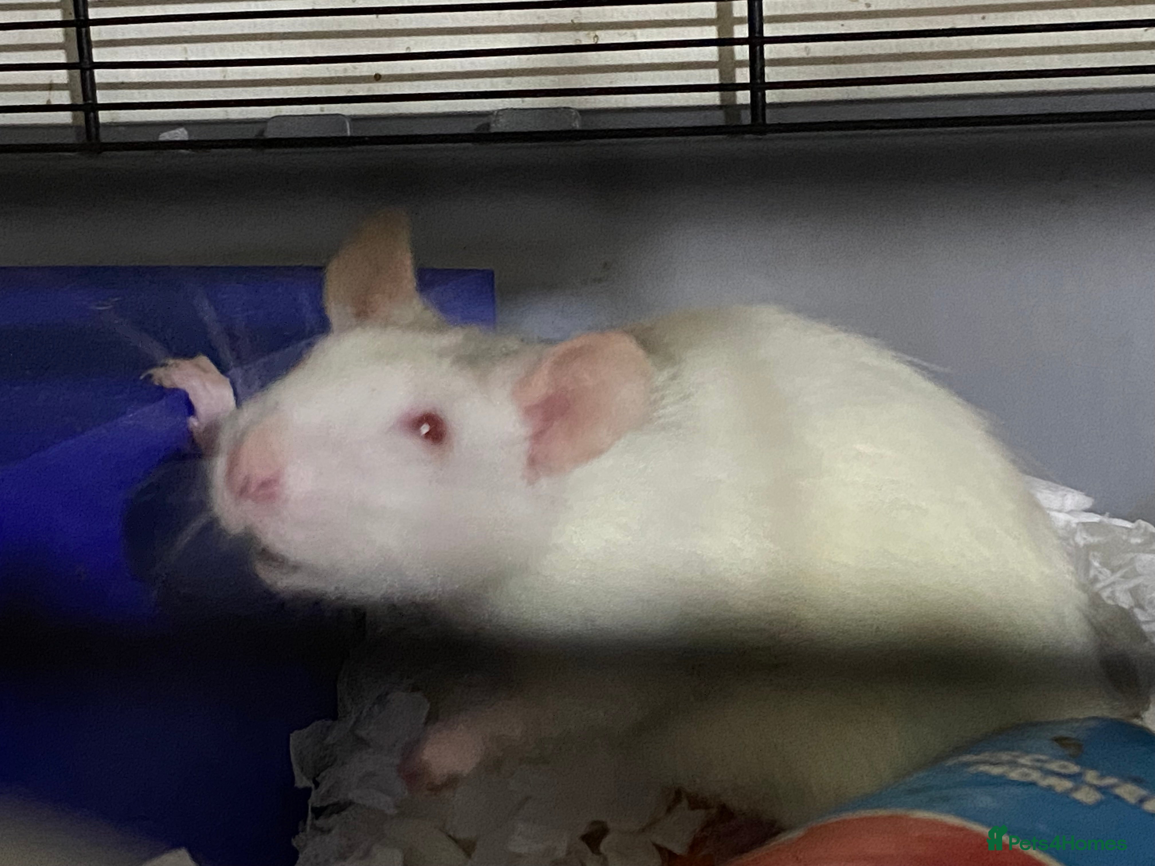 Rat rodents Male Rats x 3 - Advert 7