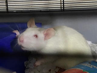 Rat rodents Male Rats x 3 - Advert 7