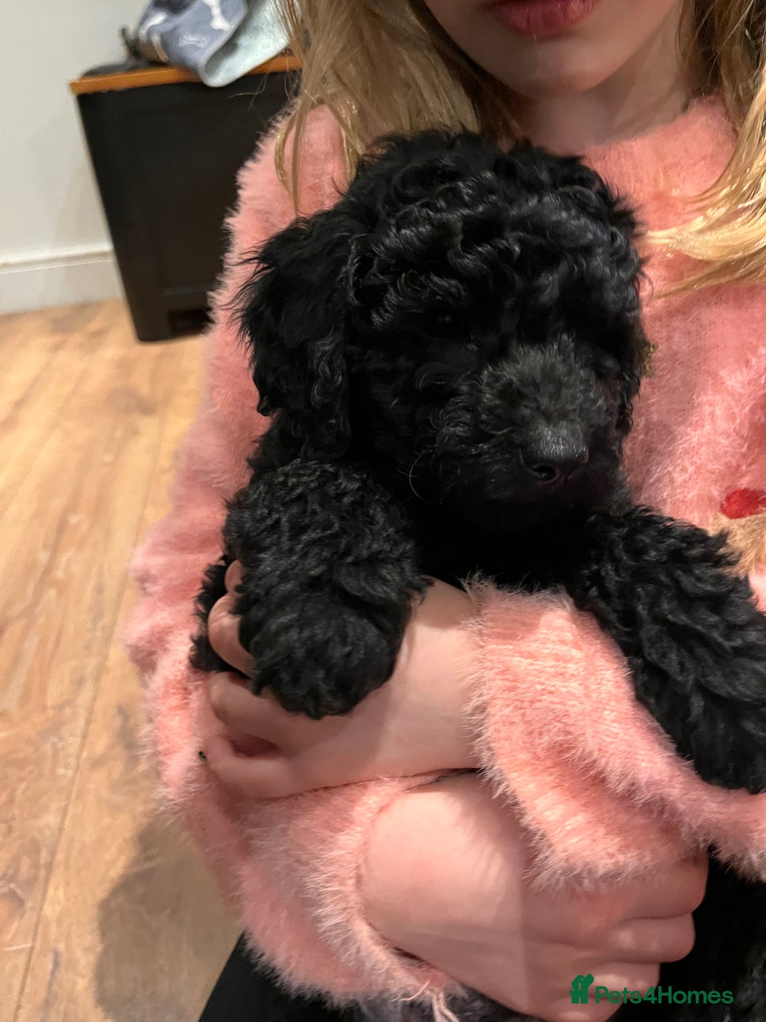 Australian Labradoodle dogs for sale: Healthy tested true Australian Labradoodle pups - Advert 27