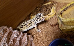 Gecko reptiles for sale: Female leopard gecko - Advert 4