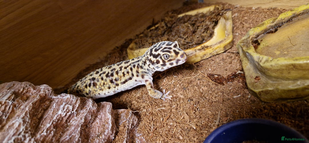 Gecko reptiles for sale: Female leopard gecko - Advert 4
