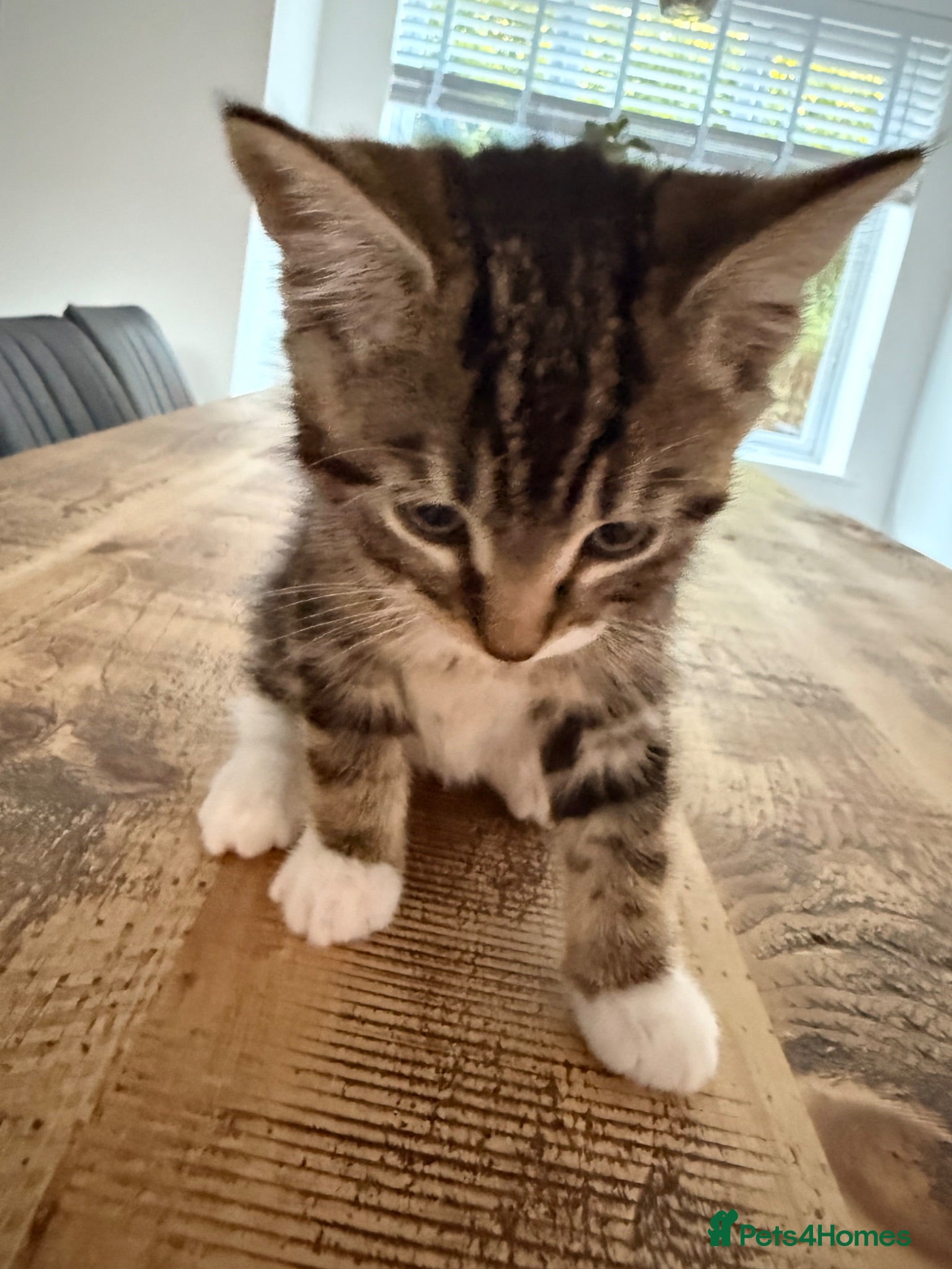 Mixed Breed cats 3 lovely kittens litter trained and on dry food - Advert 1