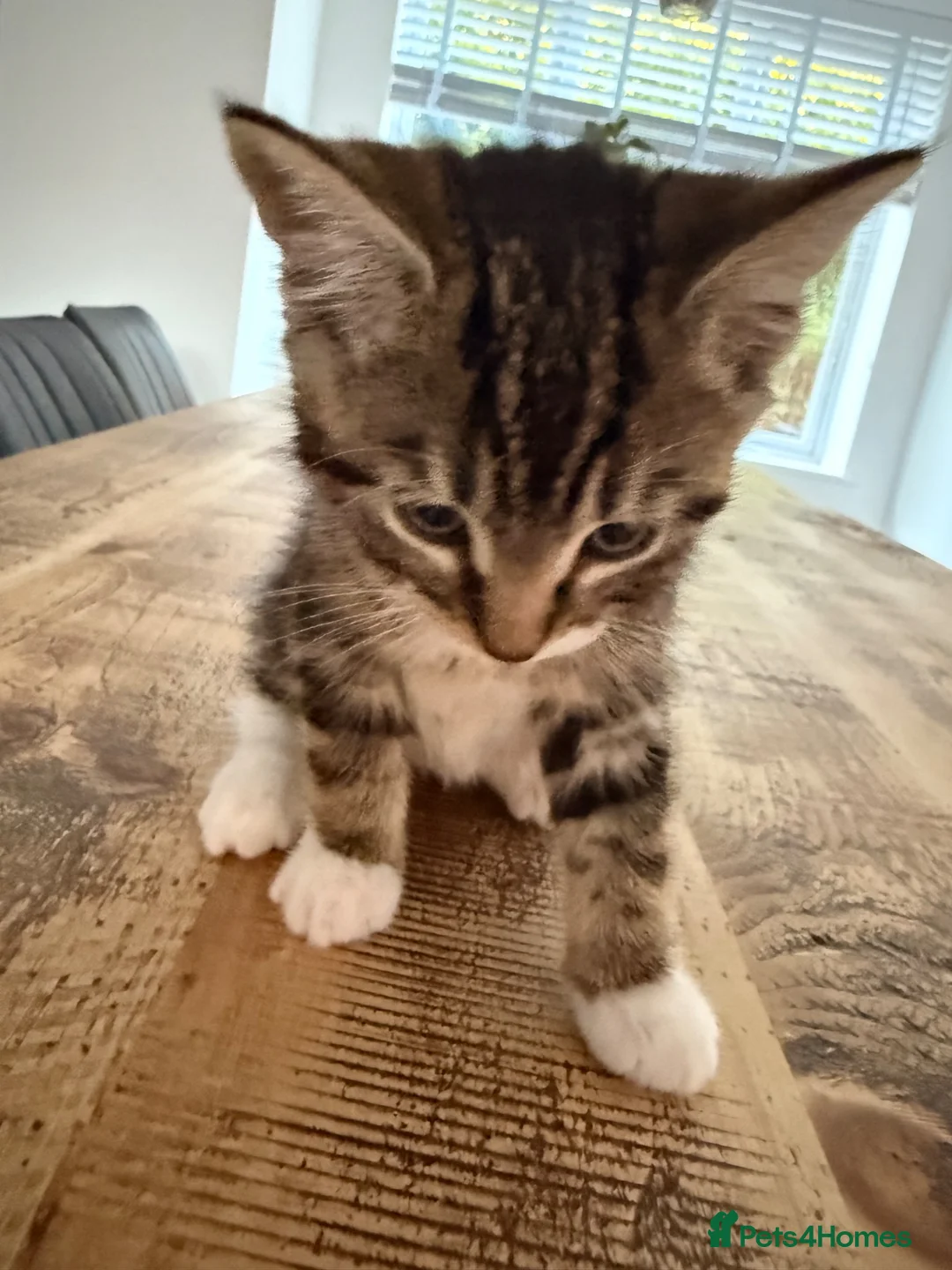 Mixed Breed cats for sale: 3 lovely kittens litter trained and on dry food - Advert 1