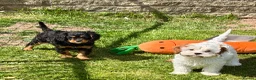 Cavapoo dogs for sale: Stunning home reared vet checked cavapoo puppies  in Leicester - Advert 2