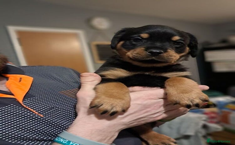 Rottweiler dogs - Advert 3