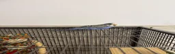 Budgerigars birds for sale: Hand Tame Baby Budgies - Advert 13