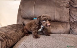 Cocker Spaniel dogs for sale: Cocker spaniel puppies  - Image 15
