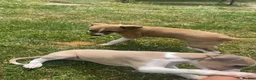 Italian Greyhound dogs for sale: Italian greyhounds in Doncaster - Advert 6