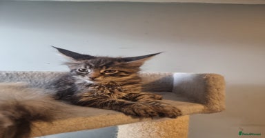 Maine Coon cats - Advert 12