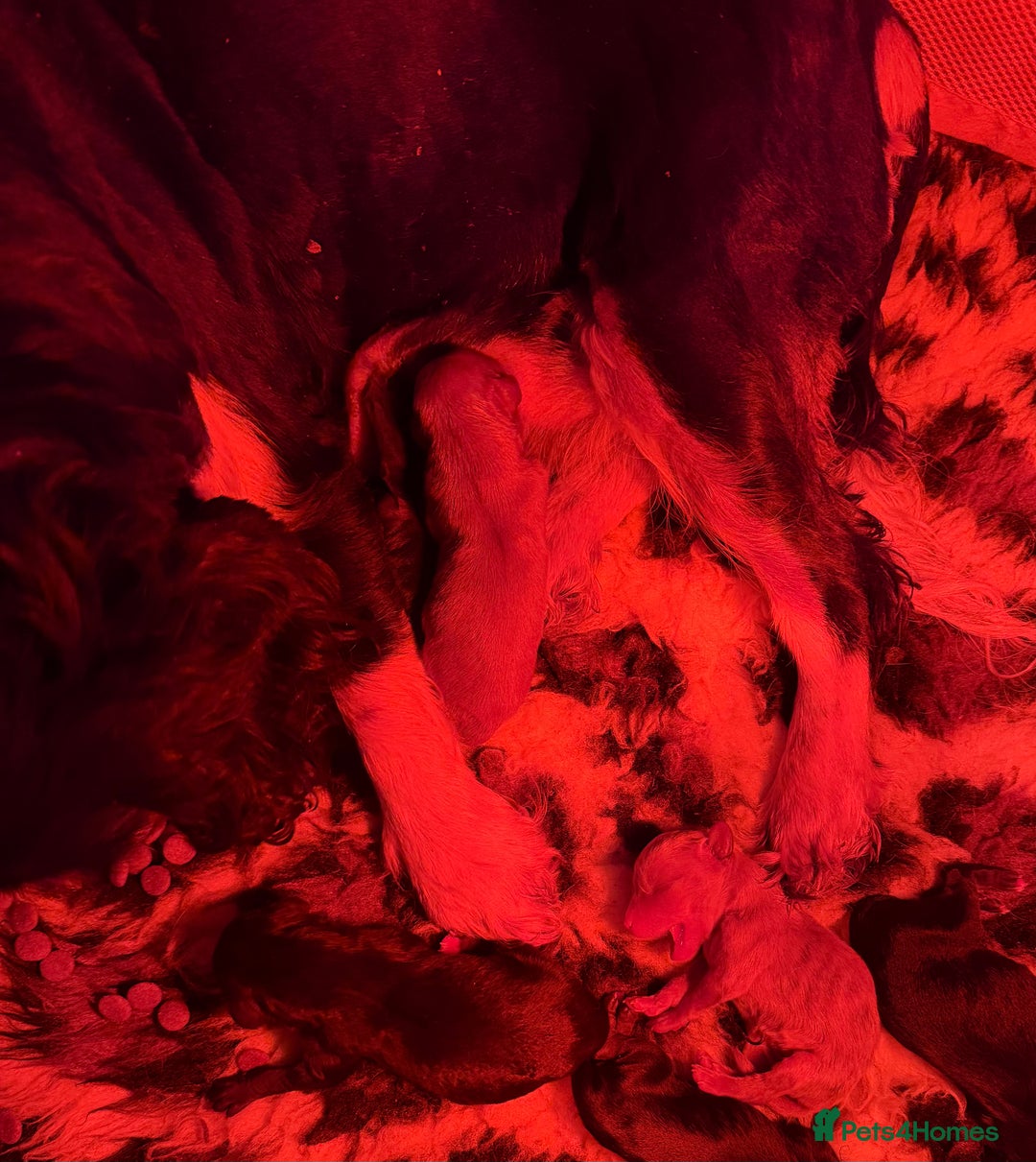 Cavapoo dogs for sale: F1 Stunning Red and Cream Cavapoo Babies - Advert 5