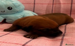 Rhodesian Ridgeback dogs for sale: Rhodesian Ridgeback Puppies KC reg - Image 20