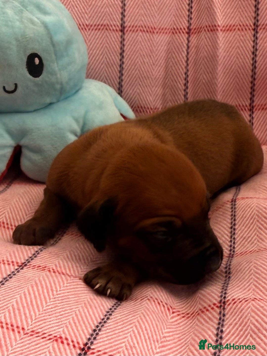 Rhodesian Ridgeback dogs for sale: Rhodesian Ridgeback Puppies KC reg - Image 20