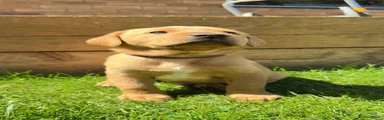 Labrador Retriever 3