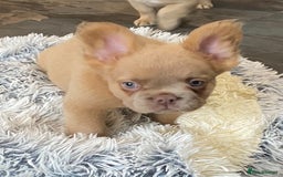 French Bulldog dogs for sale: DNA Health tested 5 🌟 KC fluffy French bulldogs - Image 9